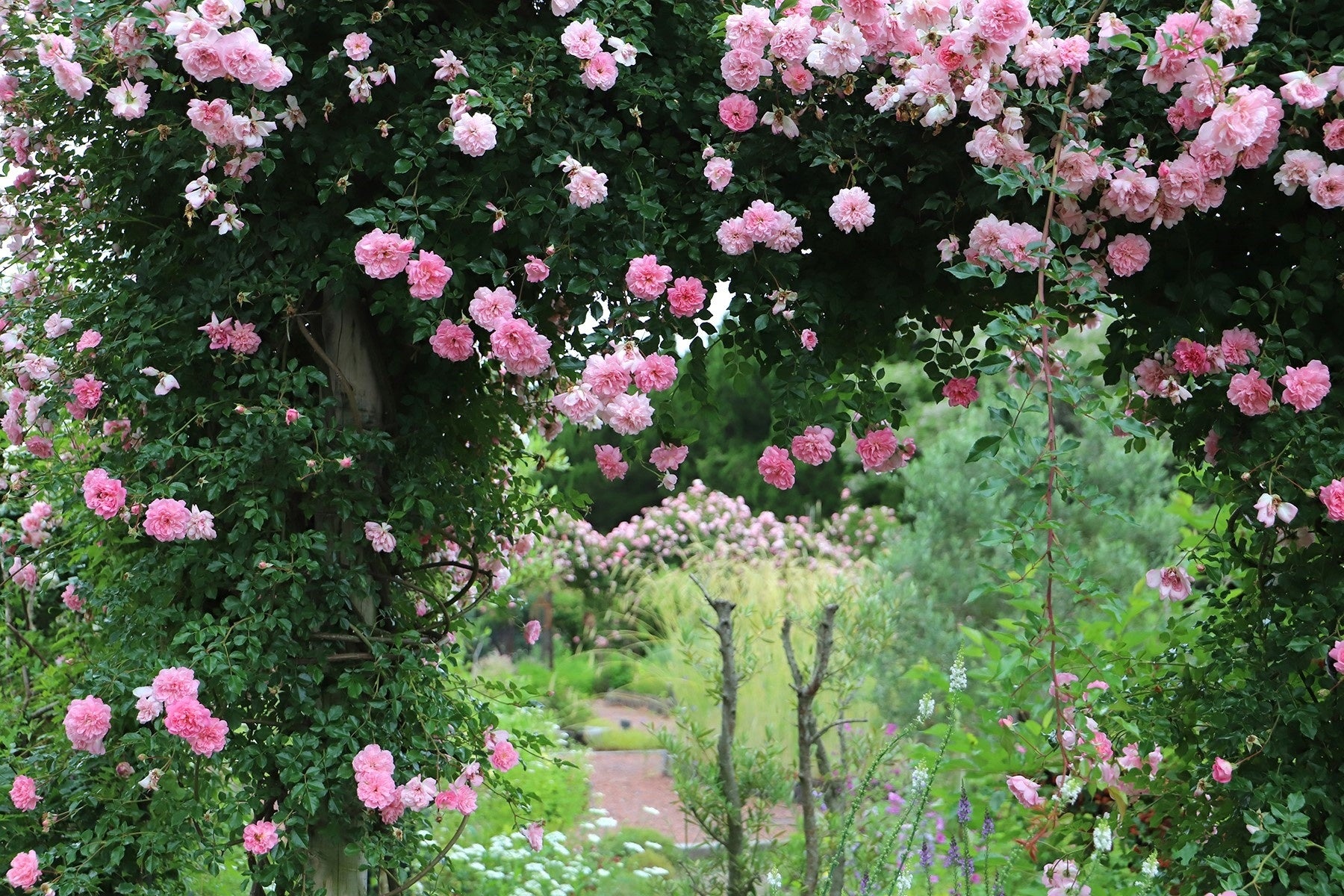 ローザンベリー多和田