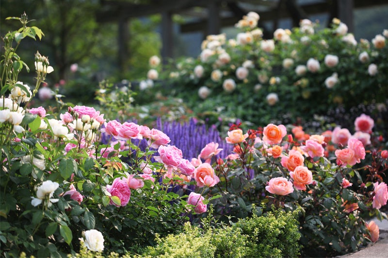 ローズガーデンエリア