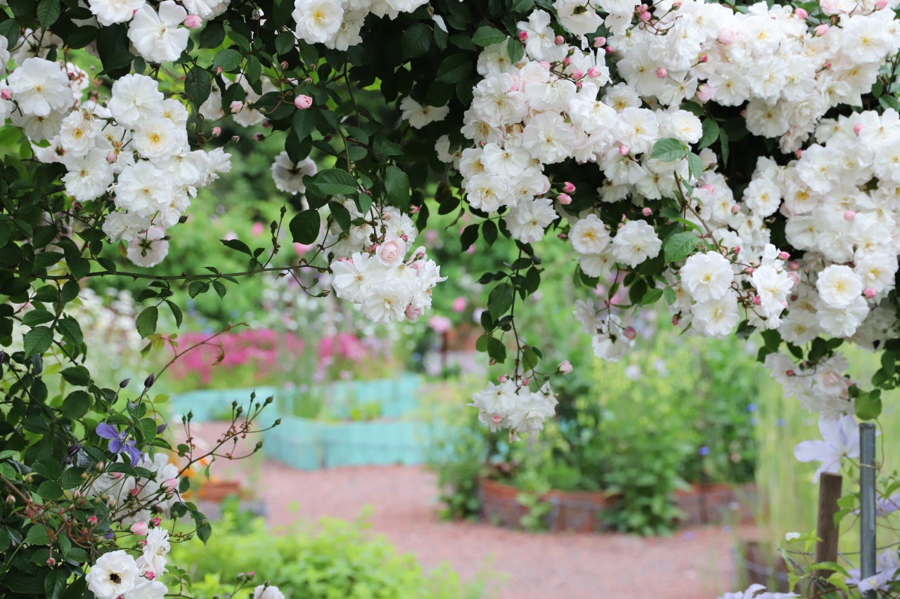 ガーランド仕立て