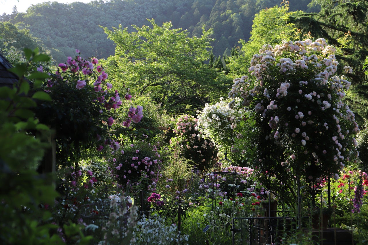 バラと宿根草の庭