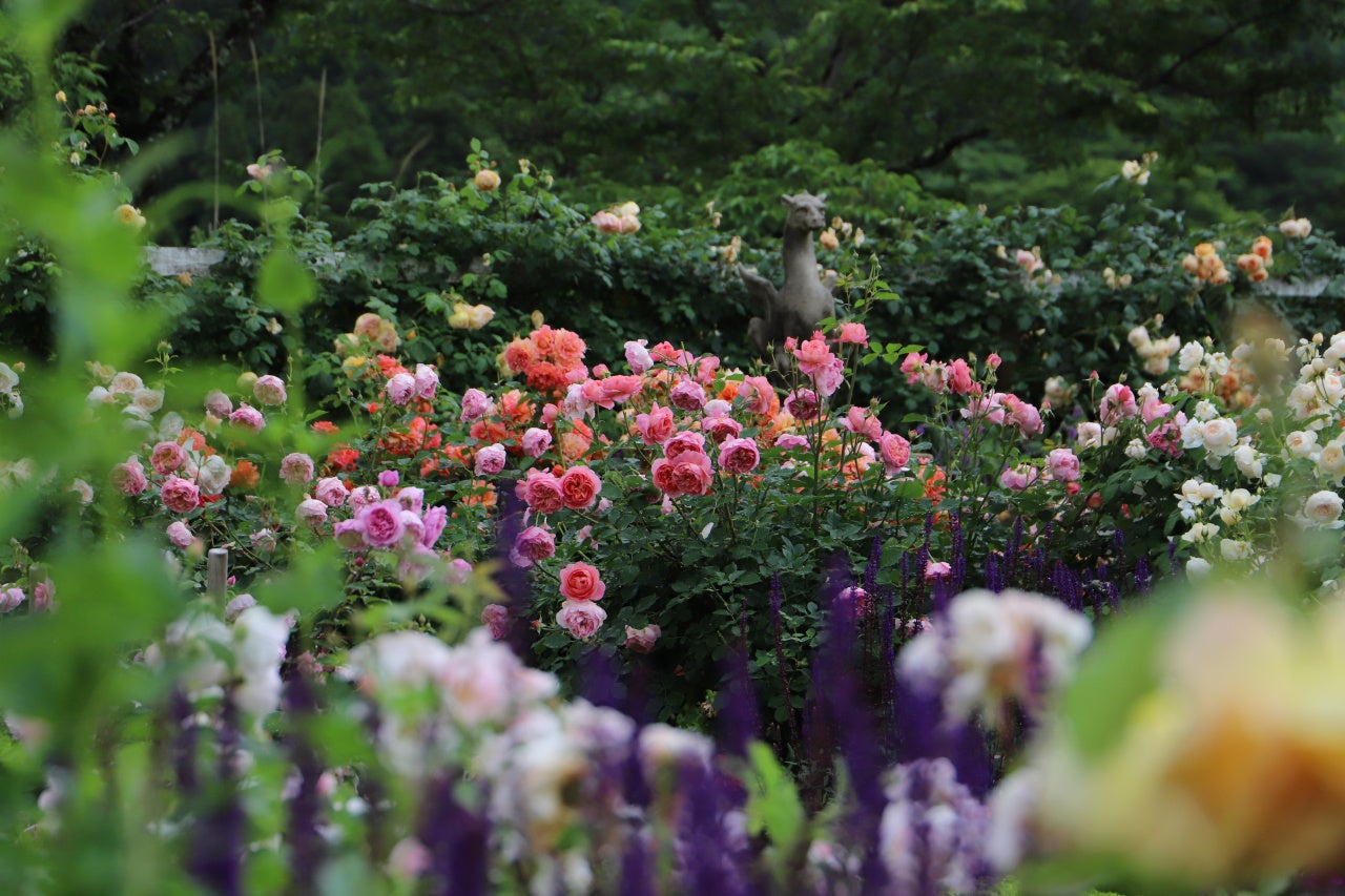 ローズガーデンエリア