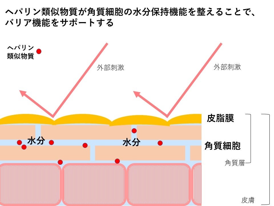水分保持機能が高まり、健康な肌のイメージ