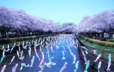 △鶴生田川　桜と鯉のぼり
