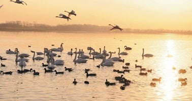 △多々良沼　白鳥