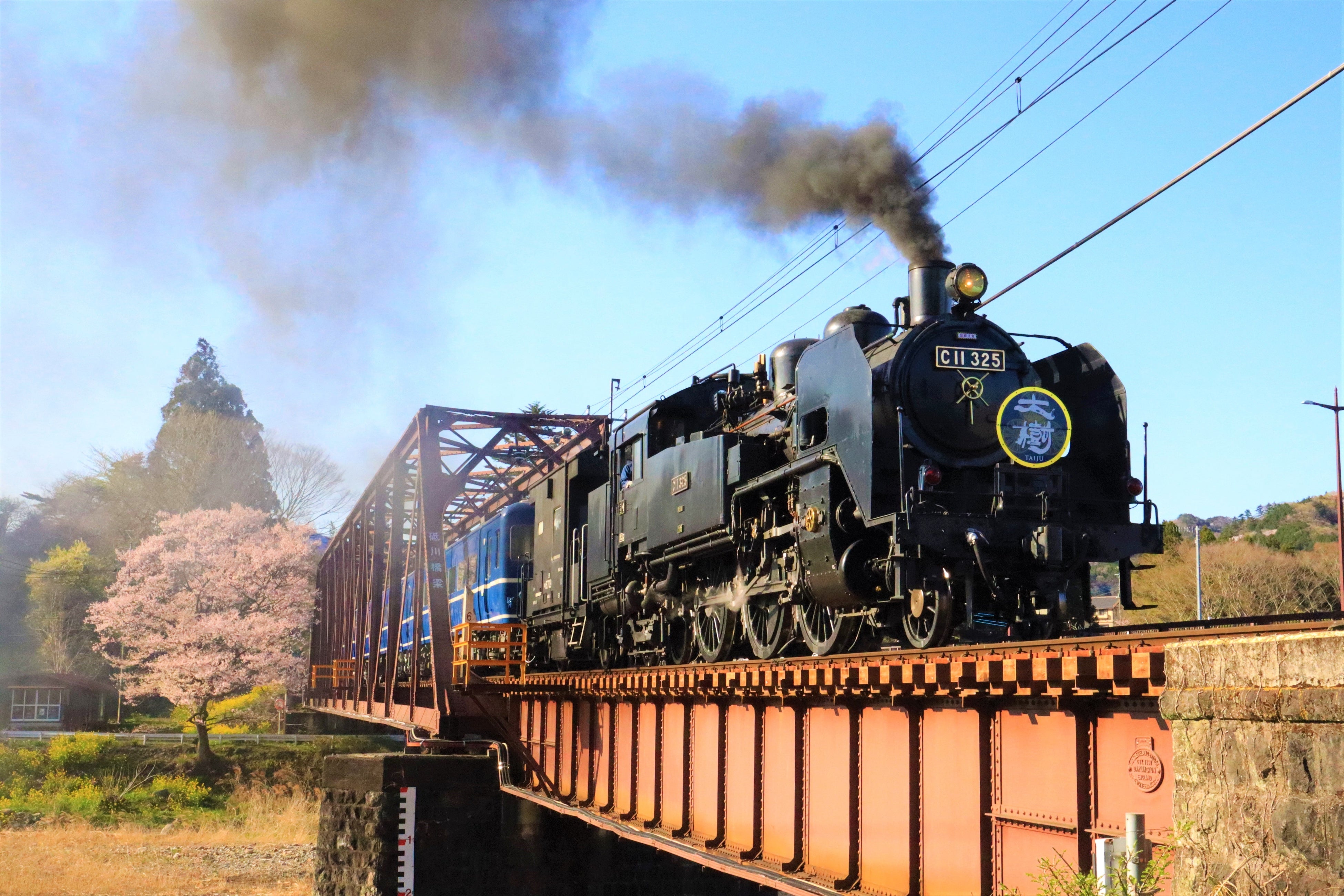 桜とＳＬ大樹（イメージ）