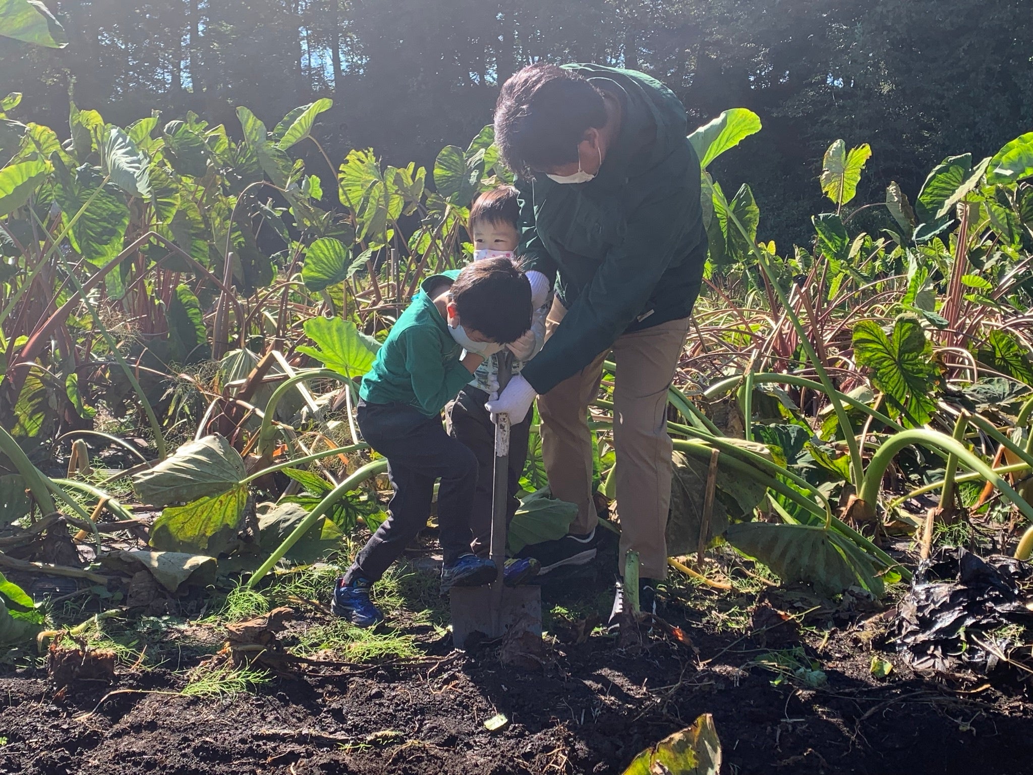 ▲親子で力を合わせたサトイモ収穫の様子