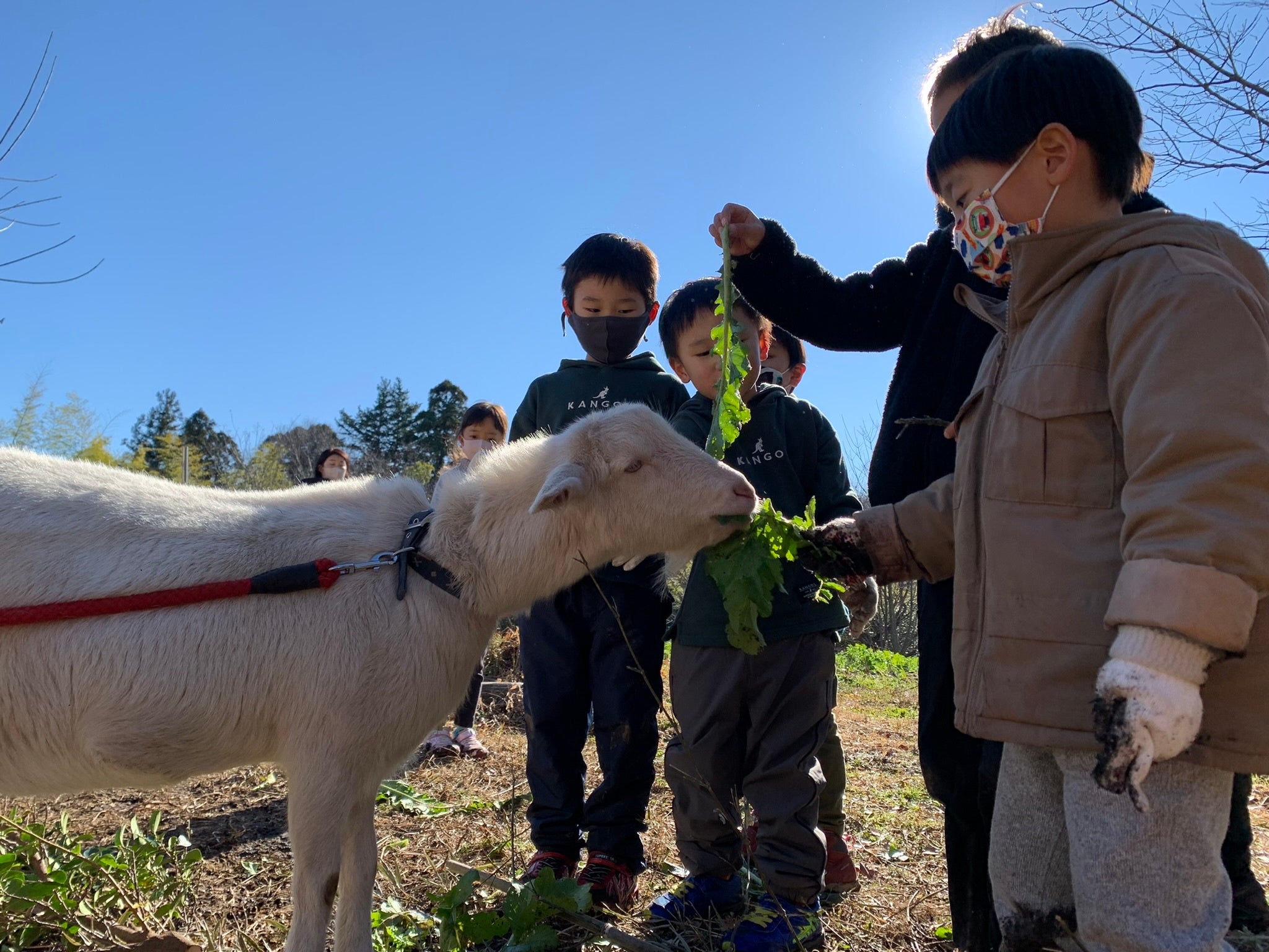 ▲ヤギの「メイちゃん」