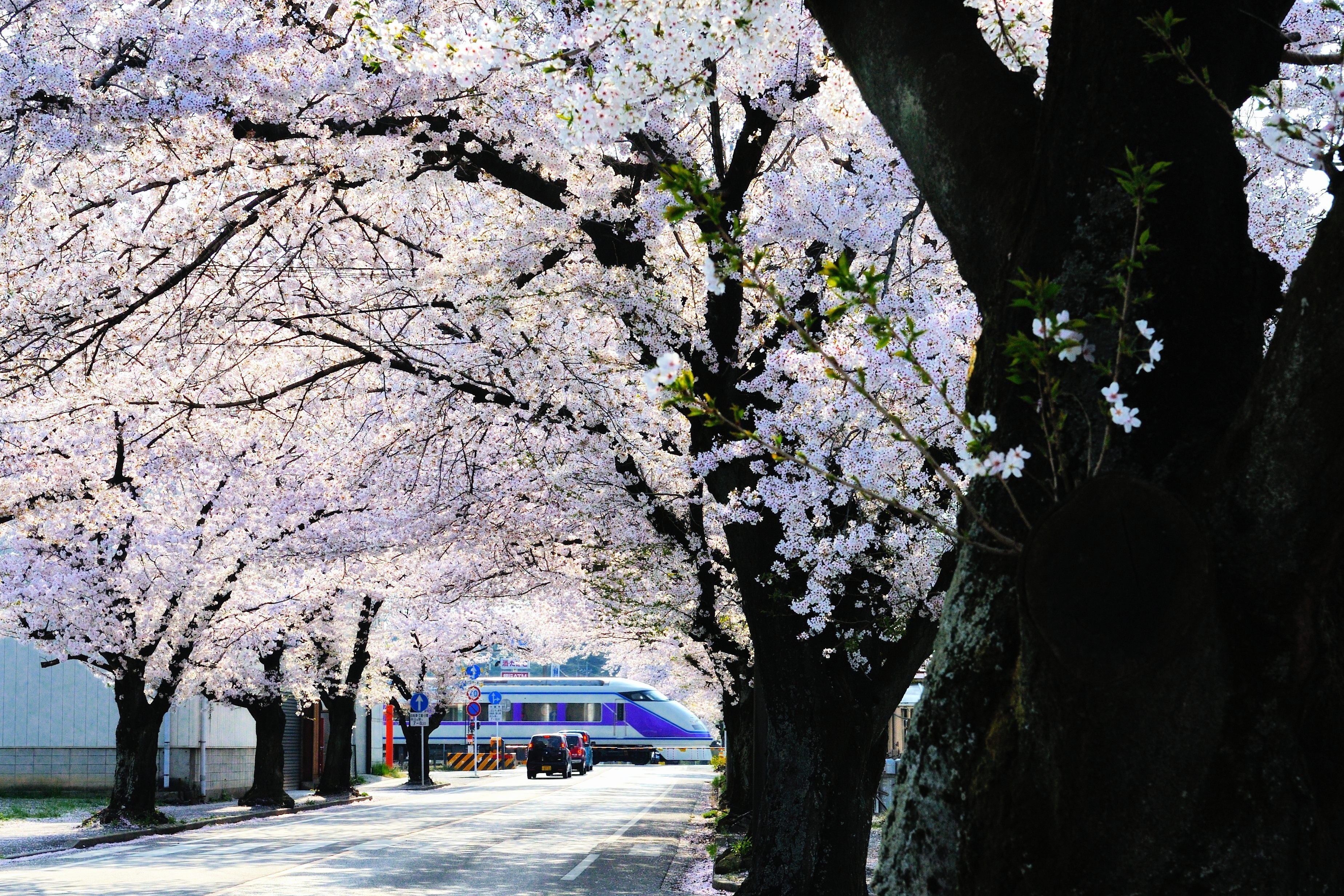 △新大平下駅付近の桜のトンネル