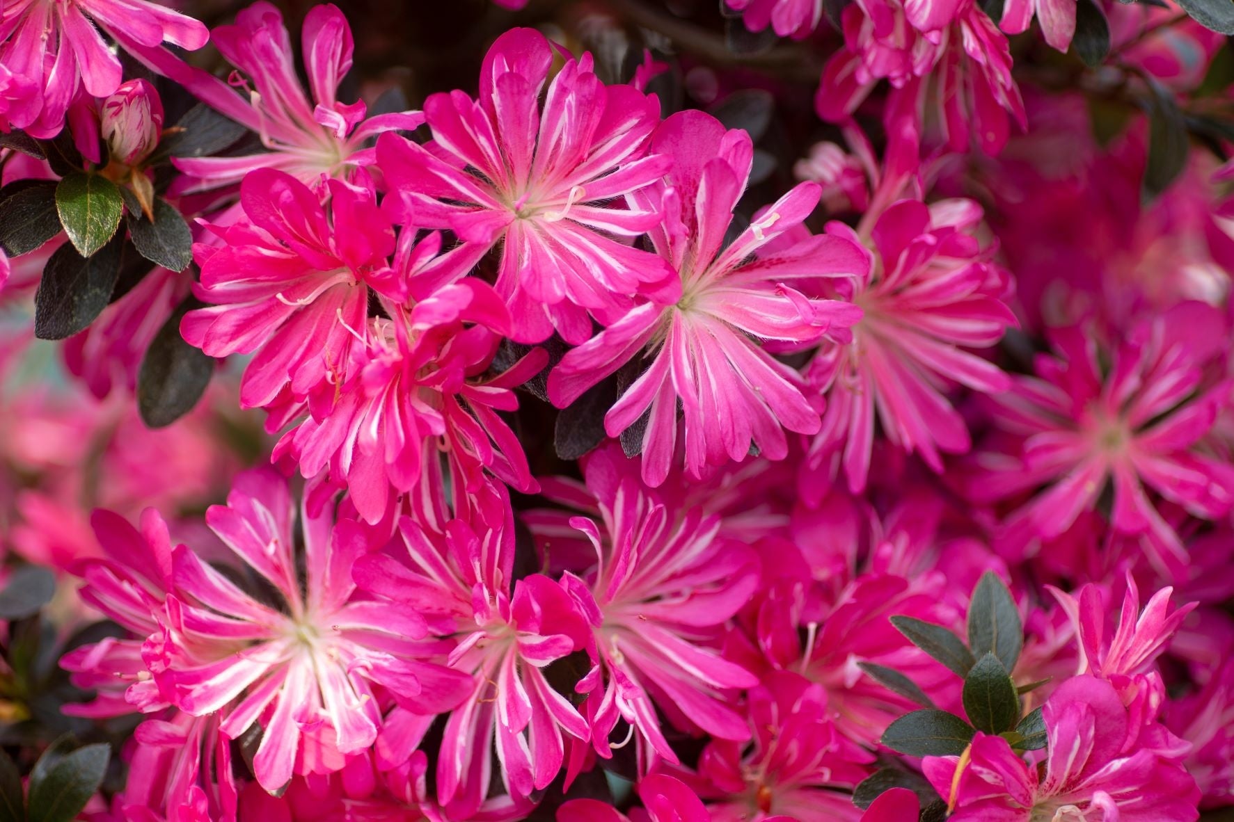 ▲鹿沼のさつき（イメージ）