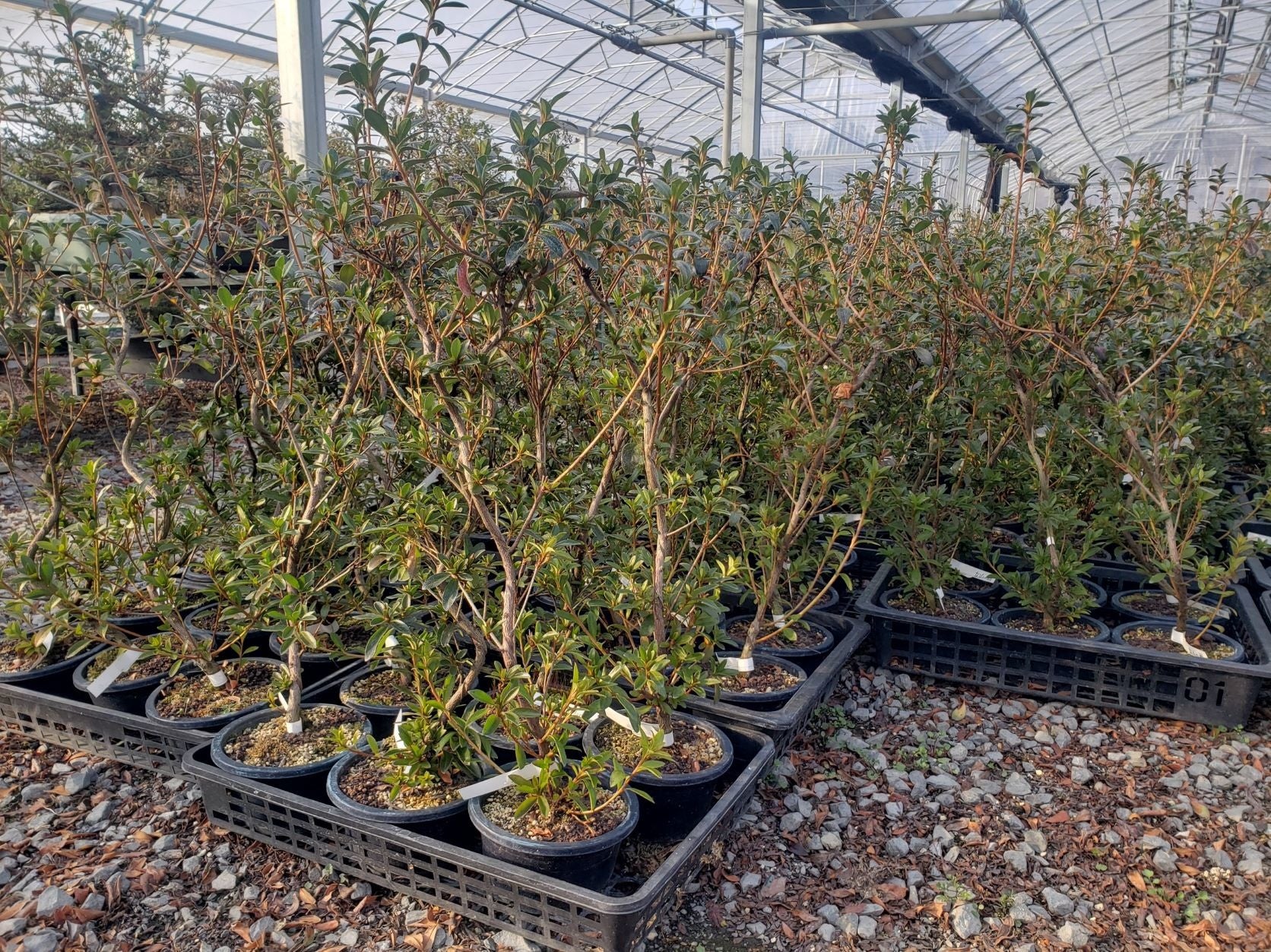 ▲植樹するさつきの苗