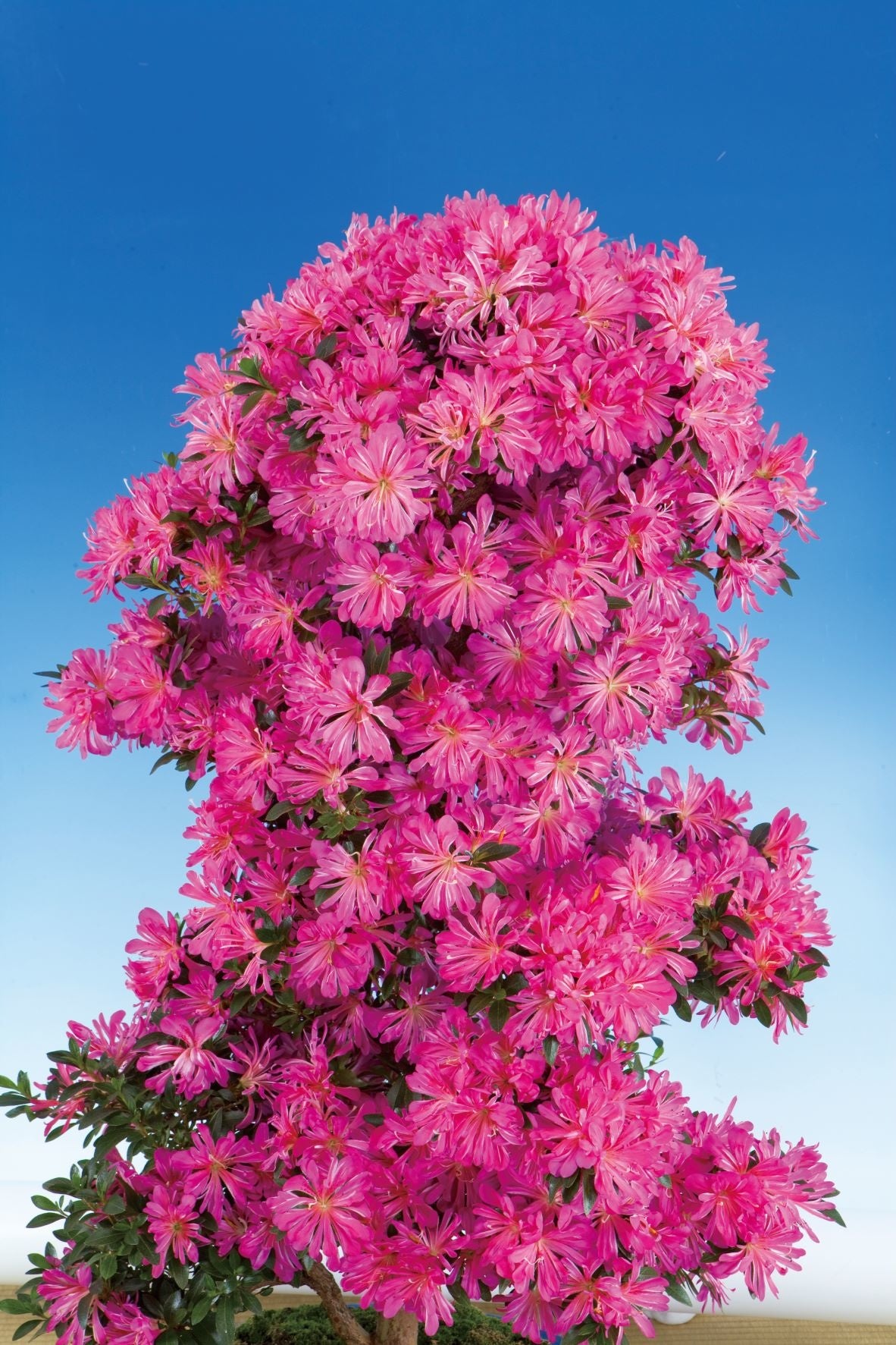 ▲鹿沼のさつき（イメージ）