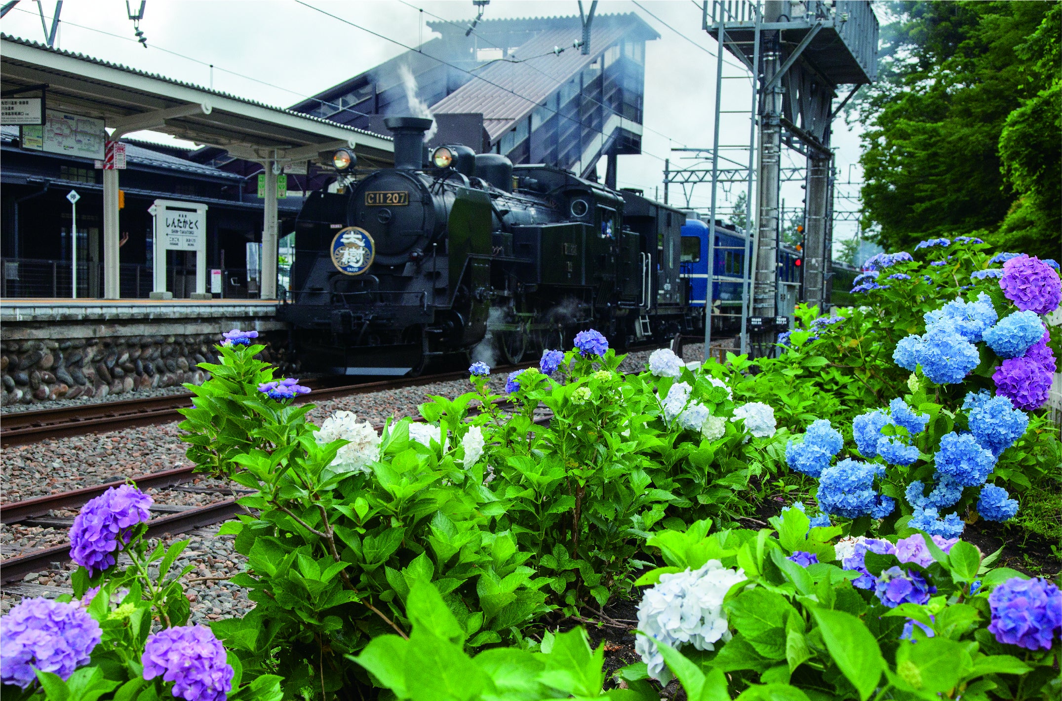 ▲新高徳駅　 あじさい（イメージ）