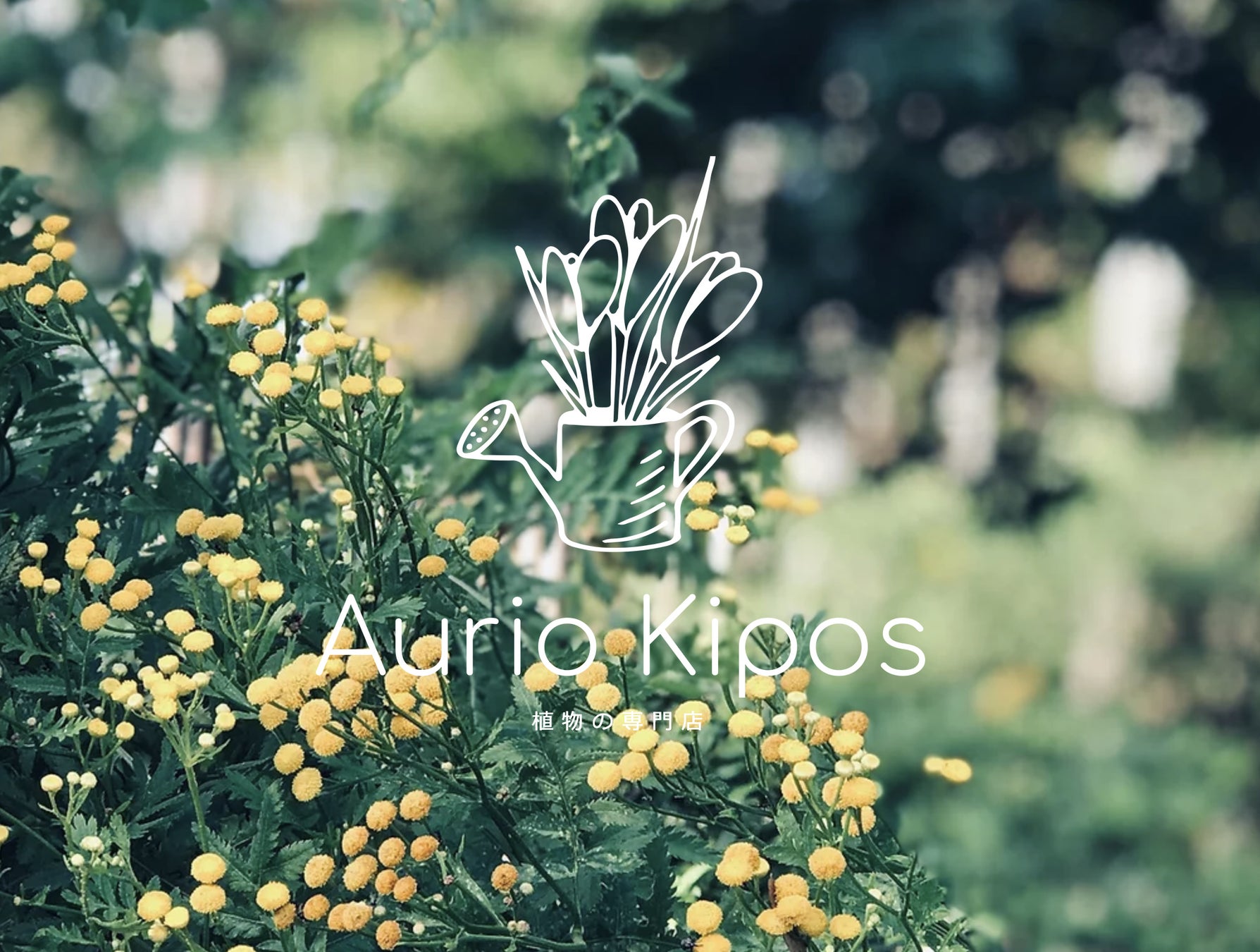 ハーブとドライフラワーのお店 Aurio Kipos アブリオキポス がhpをリニューアルしました 株式会社モントルロロイのプレスリリース ハーブとドライフラワーのお店 Aurio Kipos アブリオキポス がhpをリニューアルしました 株式会社モントルロロイのプレスリリース