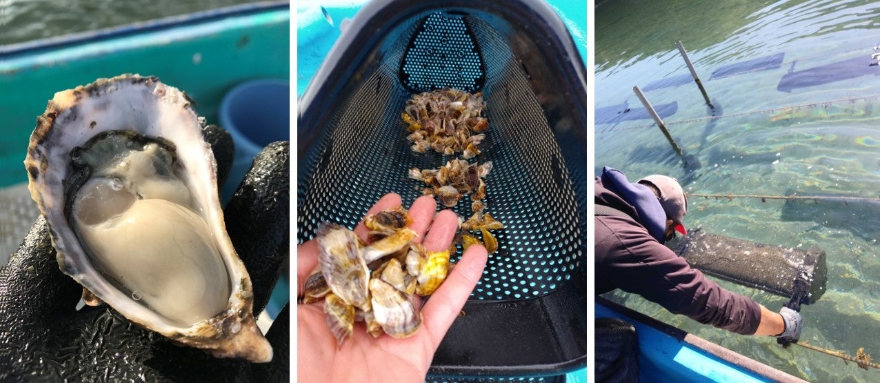 食の未来ファンド Kemuri Ventures 牡蠣の新養殖システム開発を行うリブル社へ出資 Kemuri Venturesのプレスリリース 食の未来ファンド Kemuri Ventures 牡蠣の新養殖システム開発を行うリブル社へ出資 Kemuri Venturesのプレスリリース