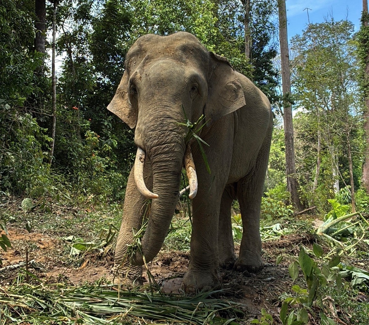 天王寺動物園に8年ぶりのゾウ来園:マレーシアから3頭到着トレンドまとめ
