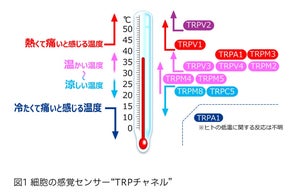マンダム、細胞の感覚センサー「TRPチャネル」が環境温度で酸性・アルカリ性への感受性が変化することを発見