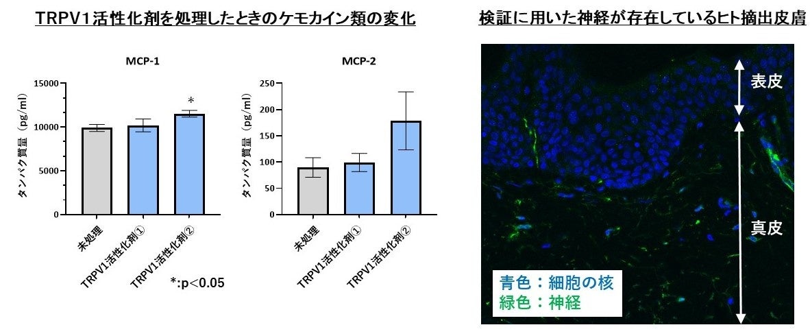 図3．神経が存在しているヒト摘出皮膚にTRPV1活性化剤を処理したときのケモカイン類の変化