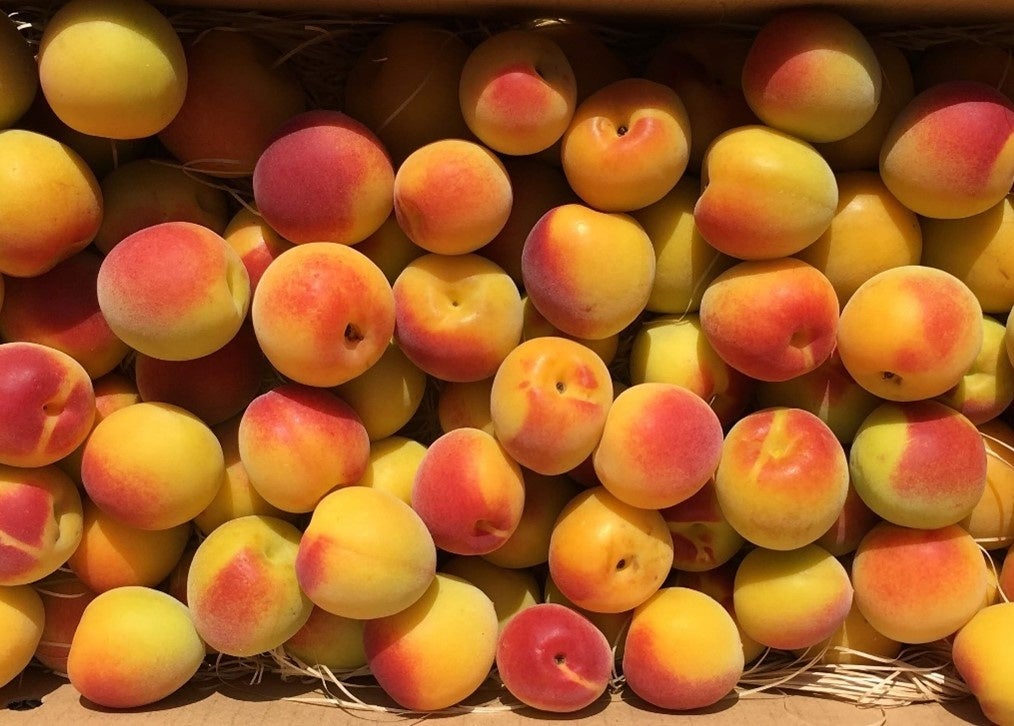 消費期限2日】届いた瞬間、甘い香りが部屋中に。梅ボーイズの農家直送