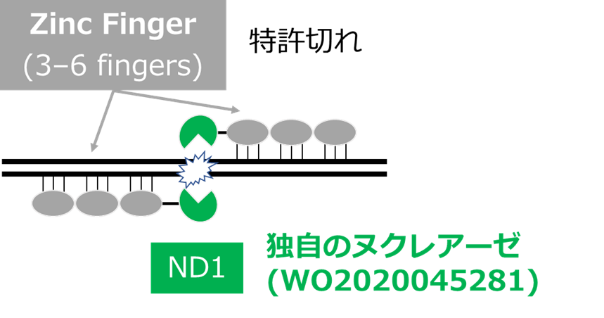 図１　独自のZF-ND1の概要図