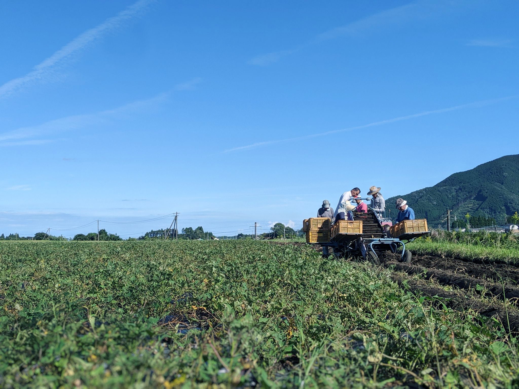渡邊酒造場 芋畑