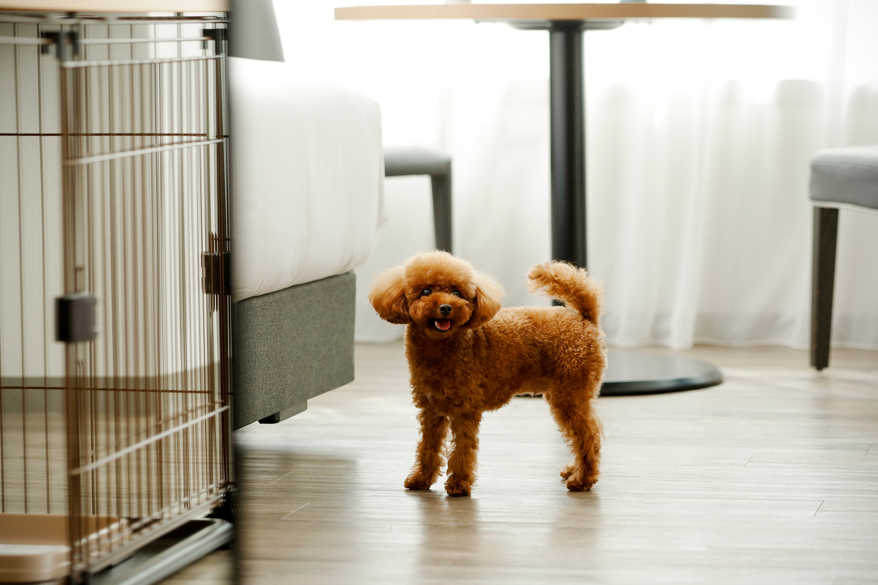 dog room イメージ