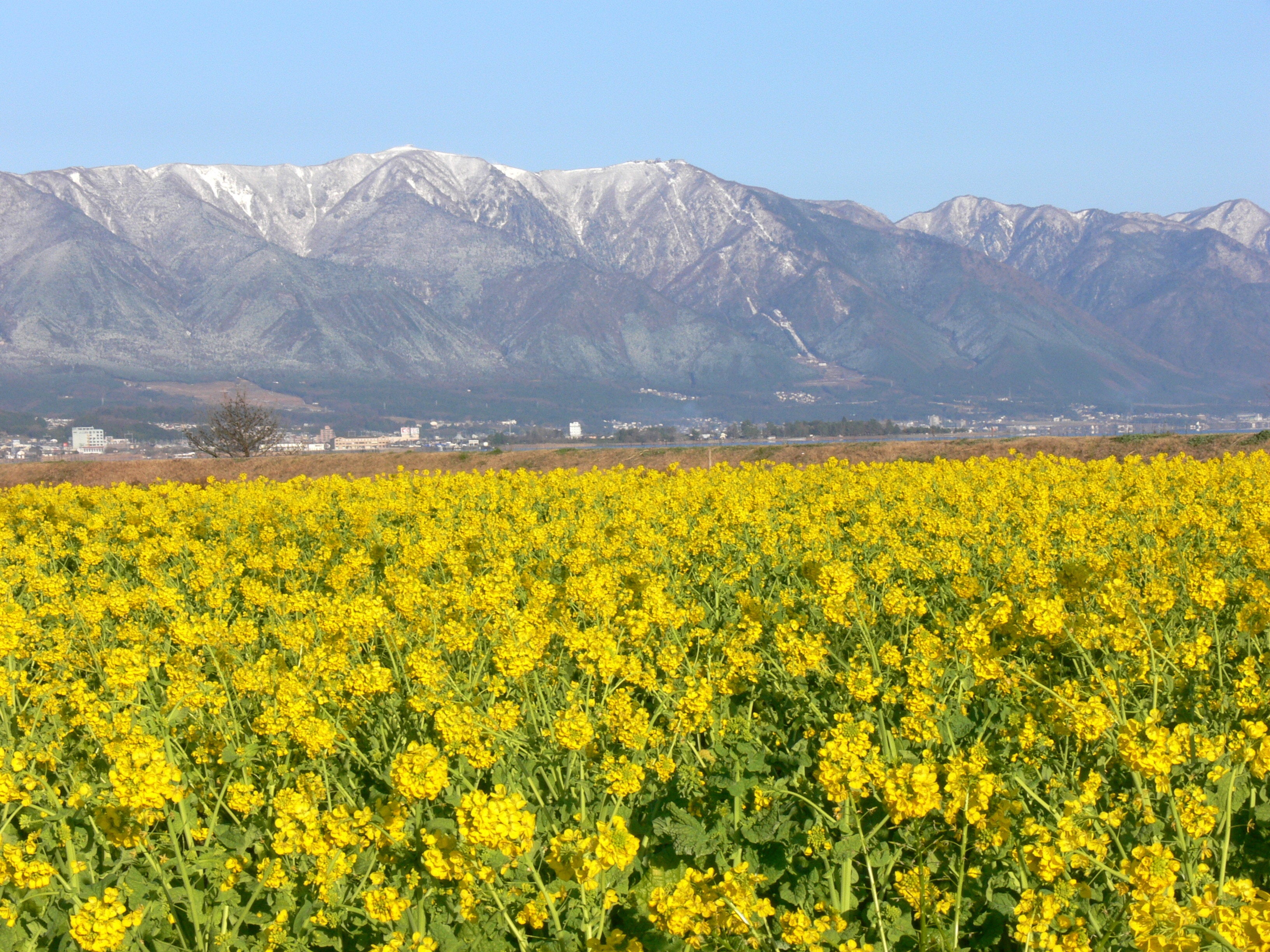 第１なぎさ公園  提供 びわ湖ビジターズビューロー