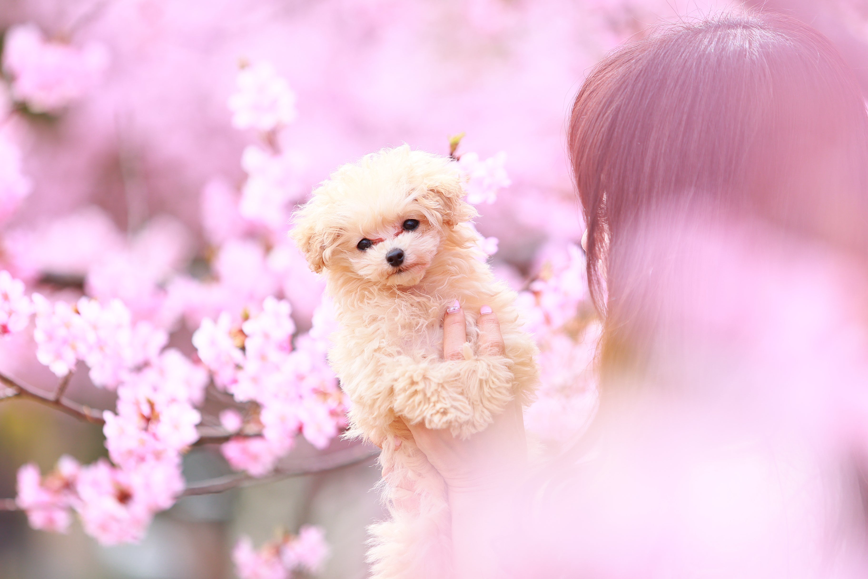 東京マリオットホテル 桜降る御殿山で、愛犬との思い出フォトを