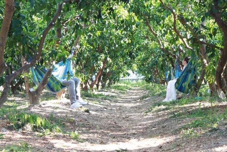 みかん畑　イメージ