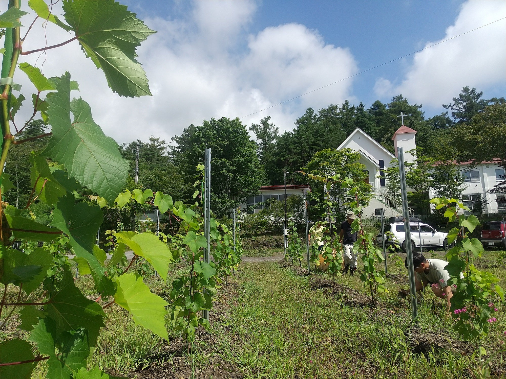 ワイナリー　イメージ