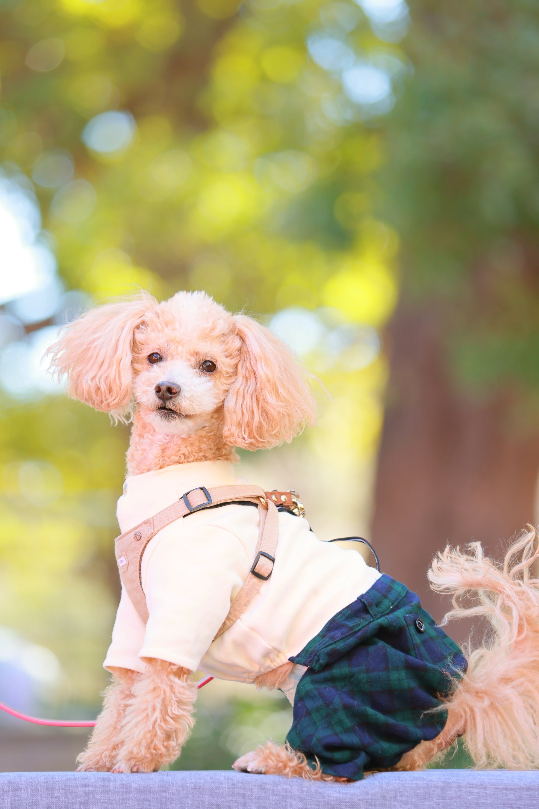 Laxury Dog Dress Blessing Babies【Bliss】 Laxury Dog Dress Blessing Babies【Bliss】