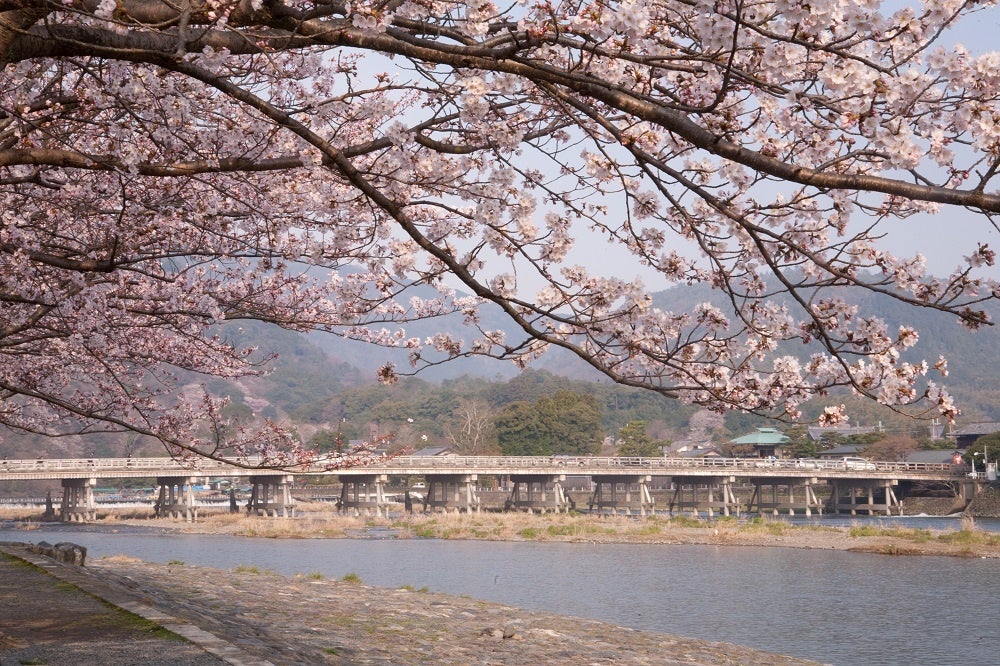 春の渡月橋イメージ