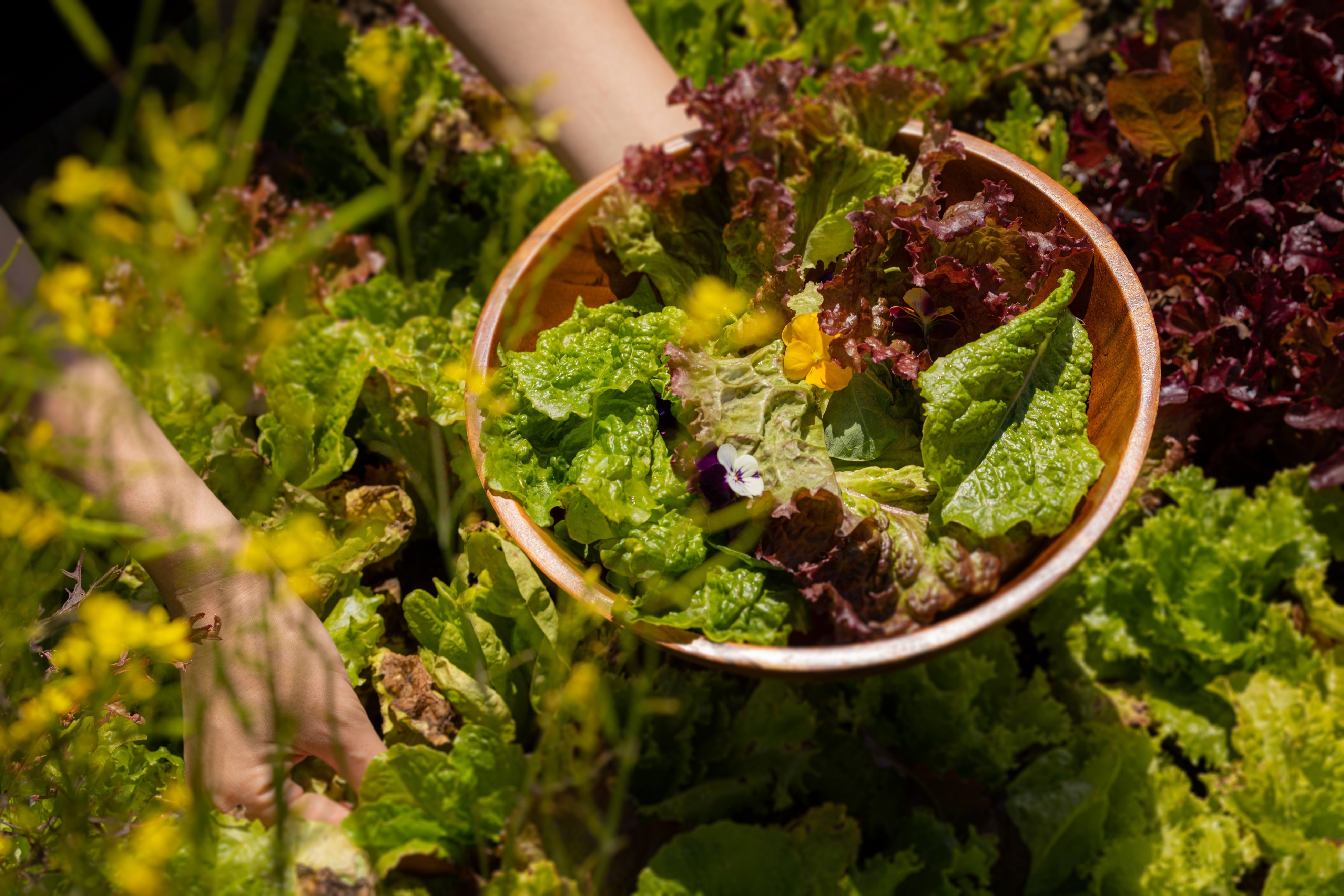 摘み取り野菜イメージ