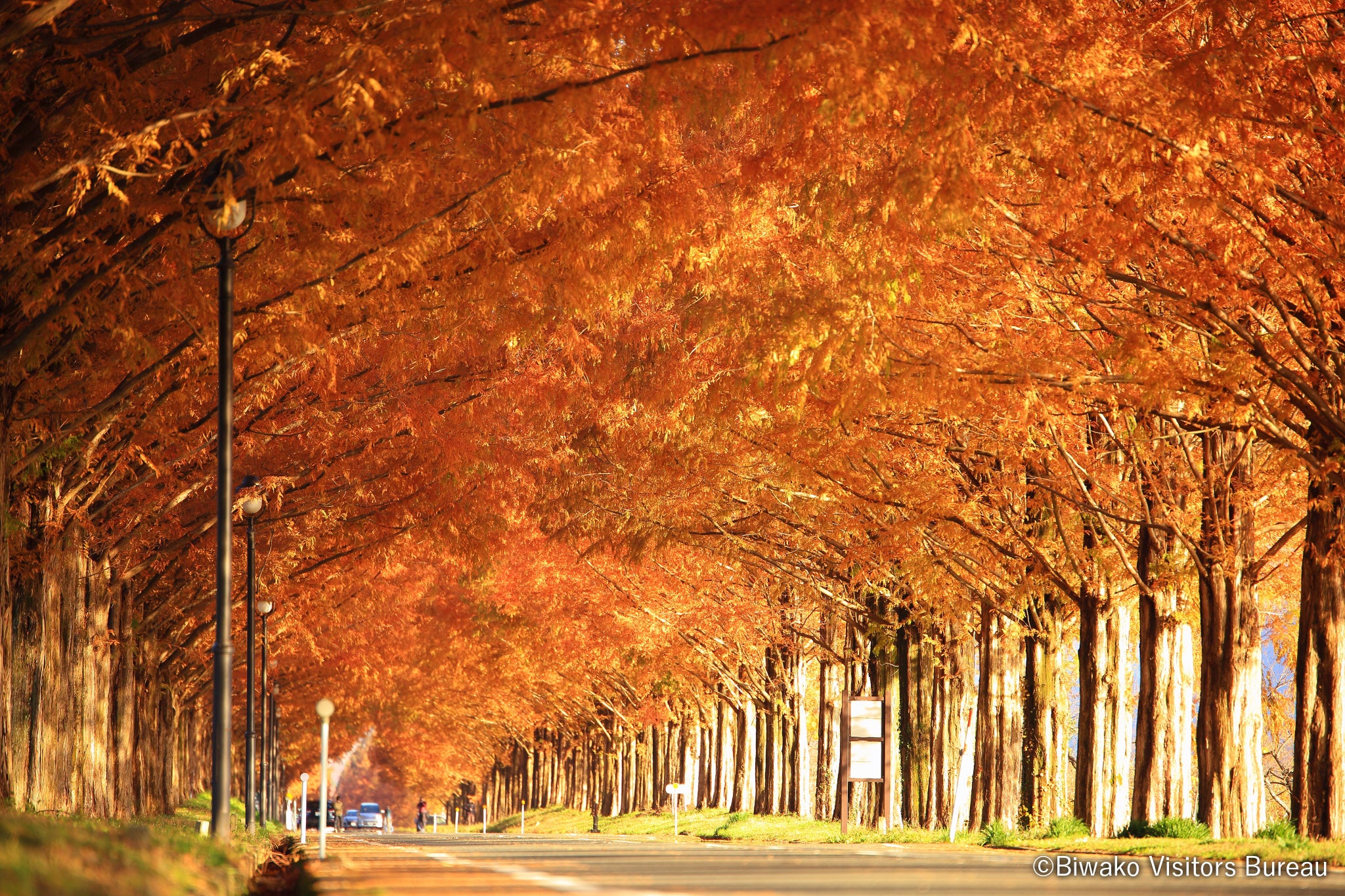 メタセコイア並木道イメージ