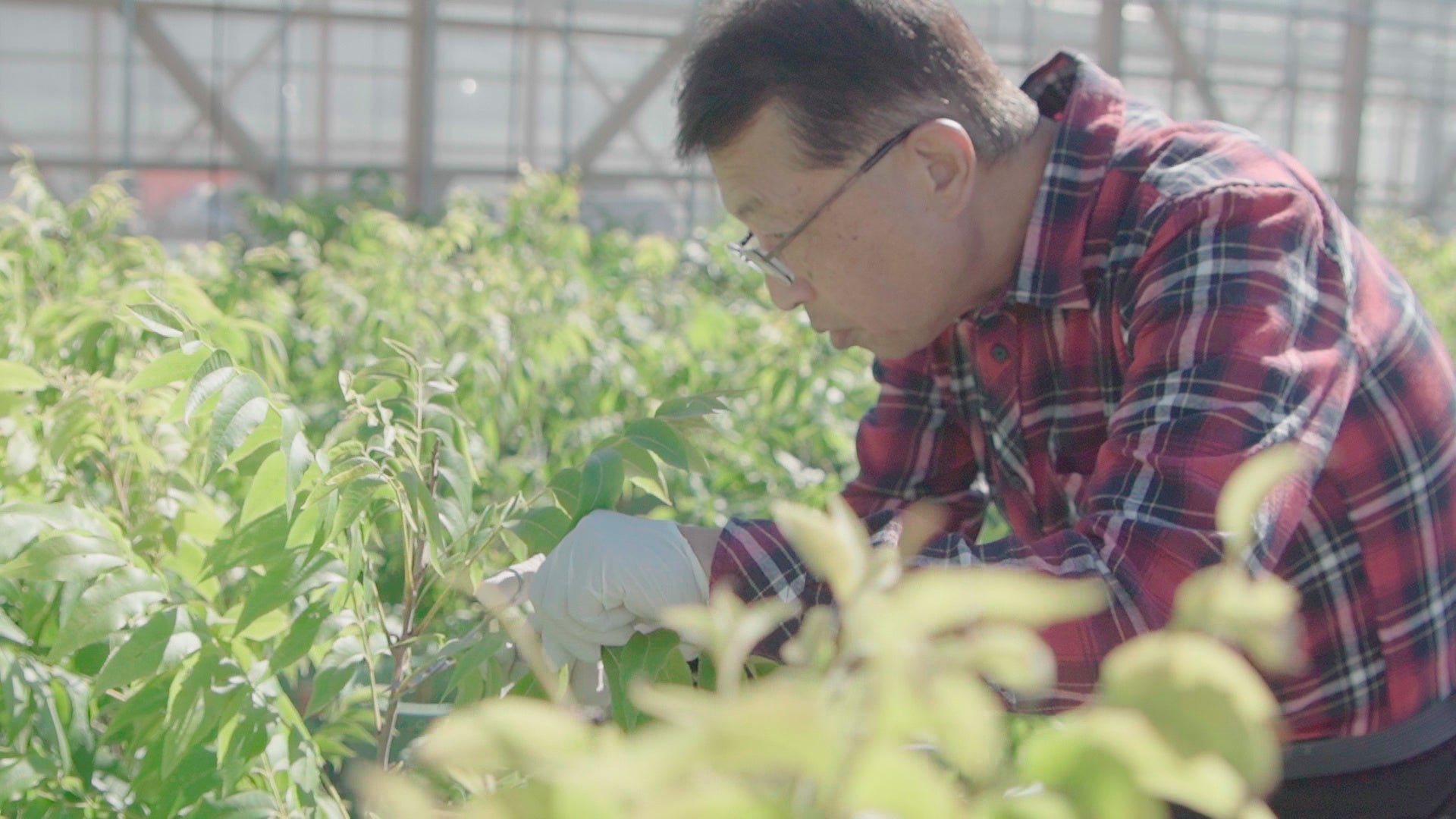 ピーカン農業未来研究所