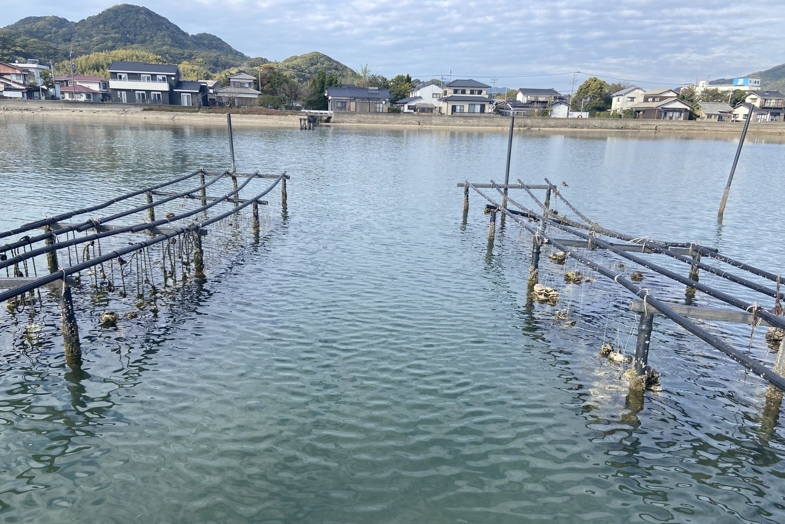 玄海灘沿岸の入り江や湾が重なる糸島半島の海は穏やかで脊振山系から流れ込む水やプランクトンtが豊富で牡蠣の生育に最適です。