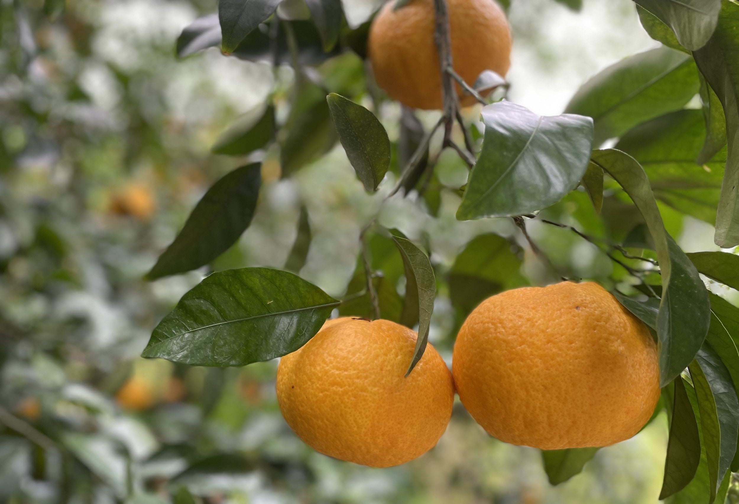 能古島”久保田農園”の甘夏は爽やかな甘みにコクのある苦味、木成り特有のまろやかな酸味とすっきりとした味わい。