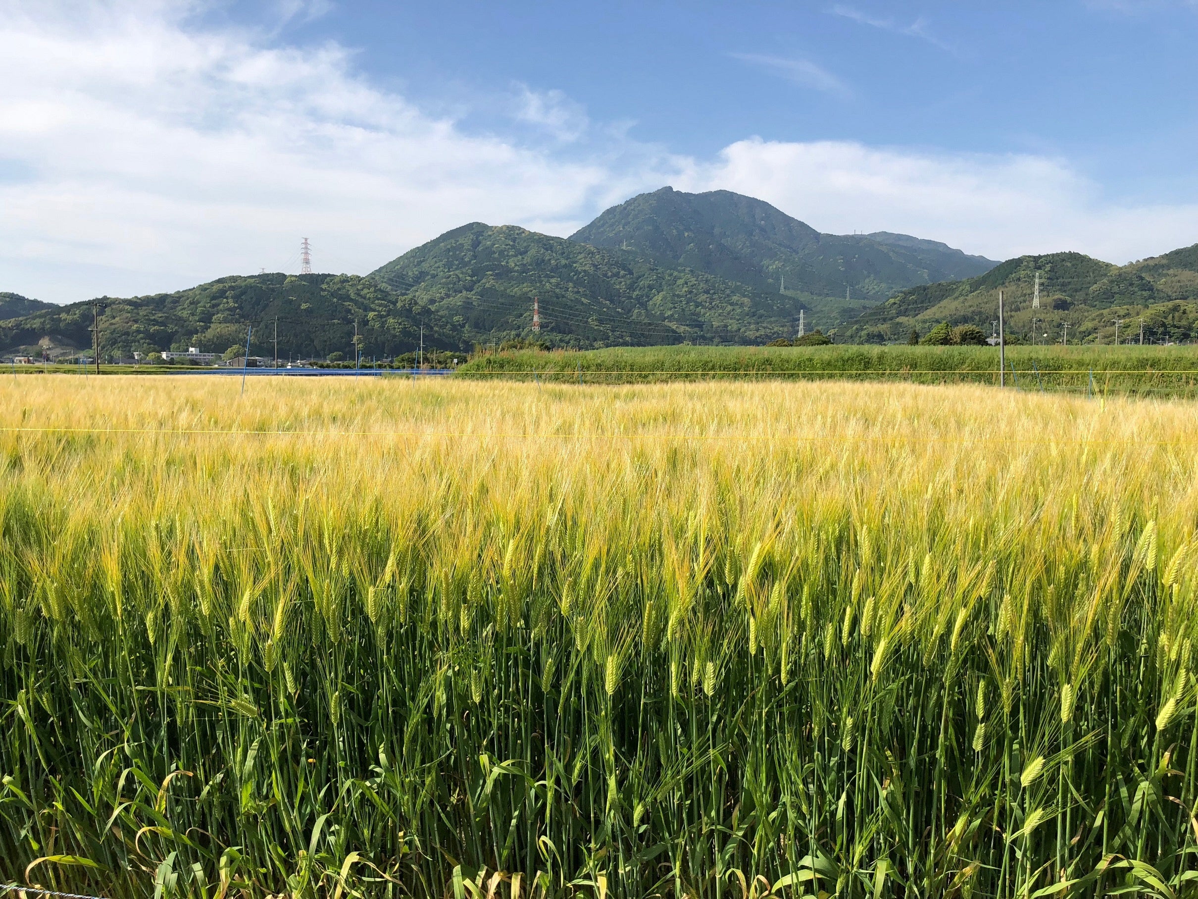 八女市の”田中製粉”は福岡県産の小麦だけにこだわり製粉業を営み続けています。