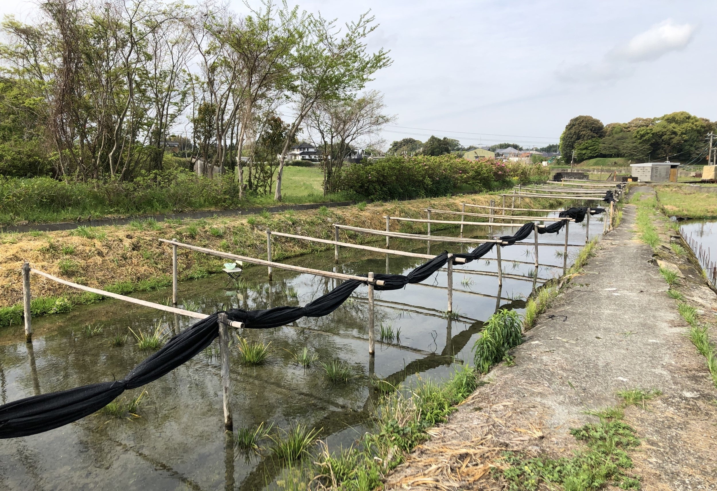 ”遠藤金川堂”では後世に残すために黄金川と貴重な絶滅危惧種のスイゼンジノリを守り続けています。