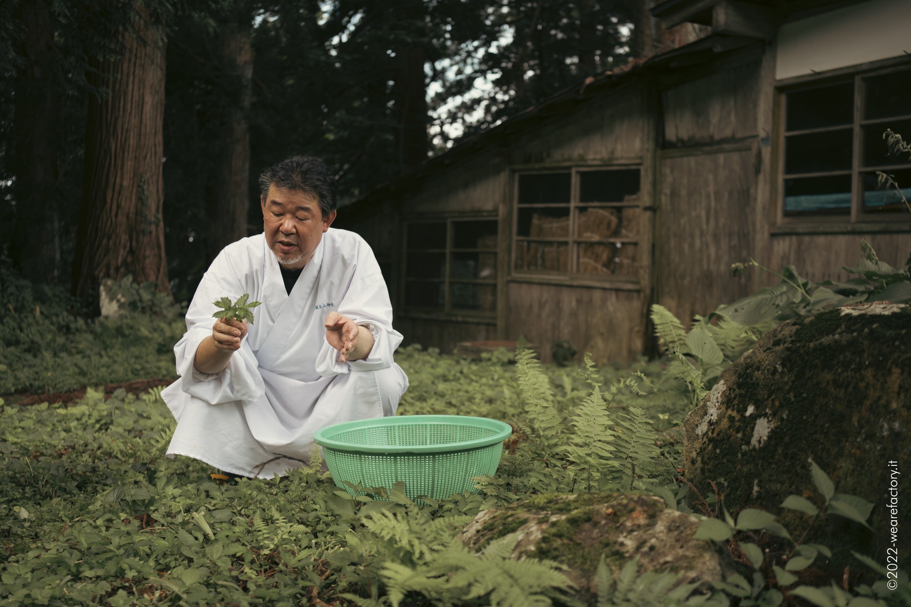 羽黒山参籠所 料理長の伊東新吉さん。斎館の庭には様々な在来種の山菜が自生しています。