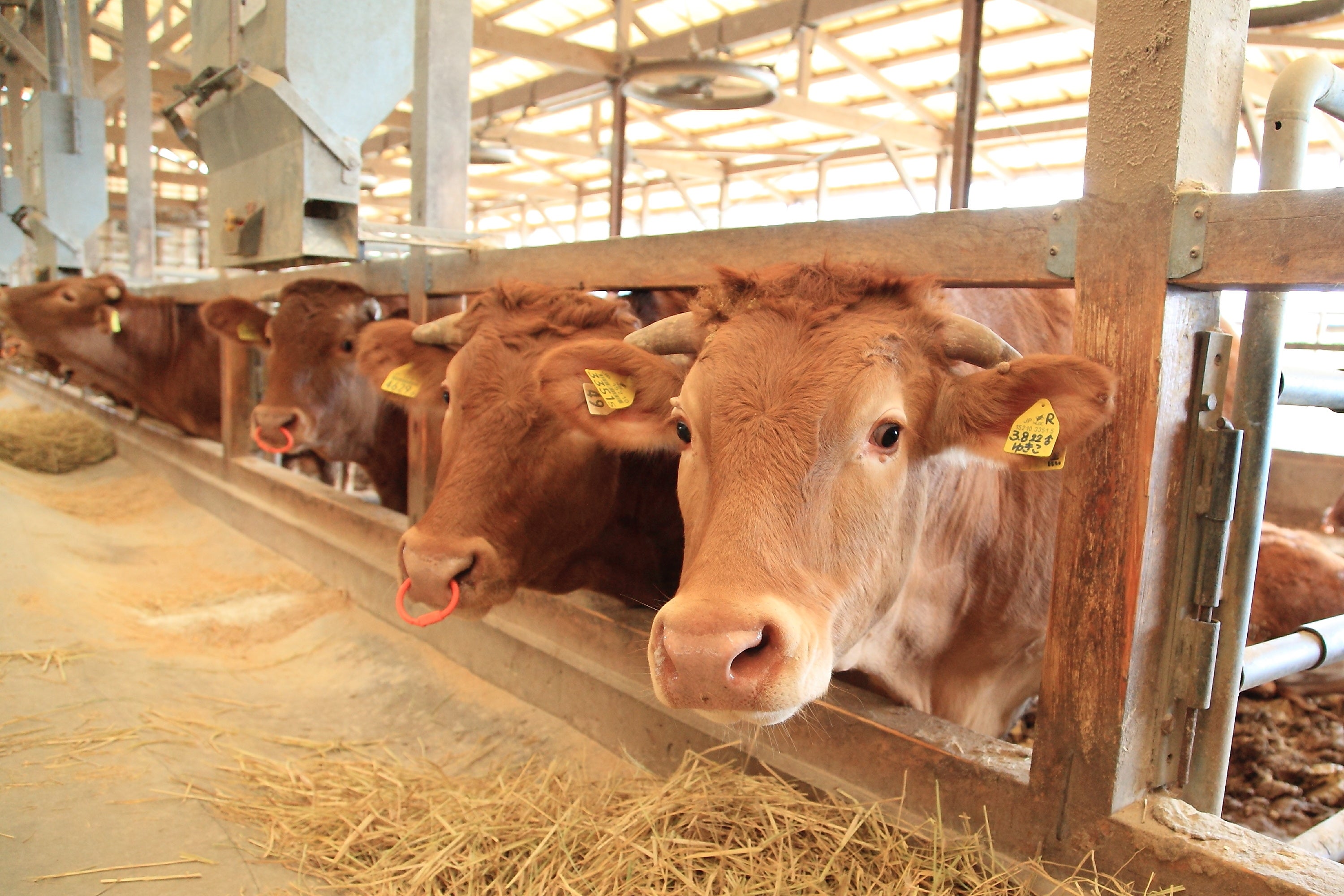 雲仙普賢岳の麓で、自社栽培の良質な牧草と雲仙の地下水を使ってあか牛を肥育しています。
