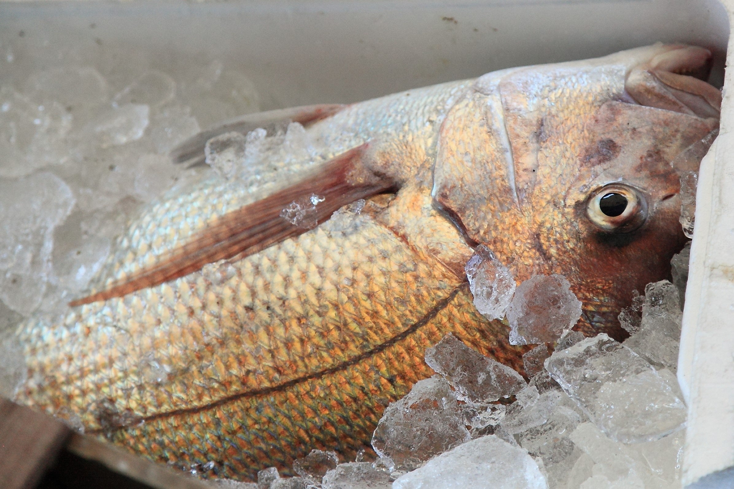 「活〆・神経抜き」を施した魚は従来の方法より飛躍的に鮮度を維持できます。
