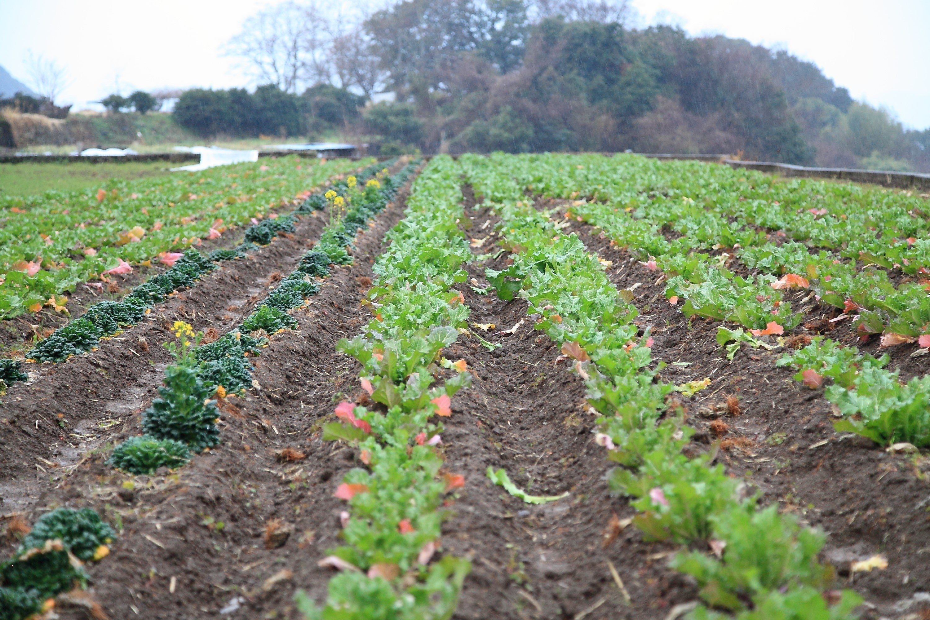 今回は食の宝庫 長崎県の魅力をお届けします。