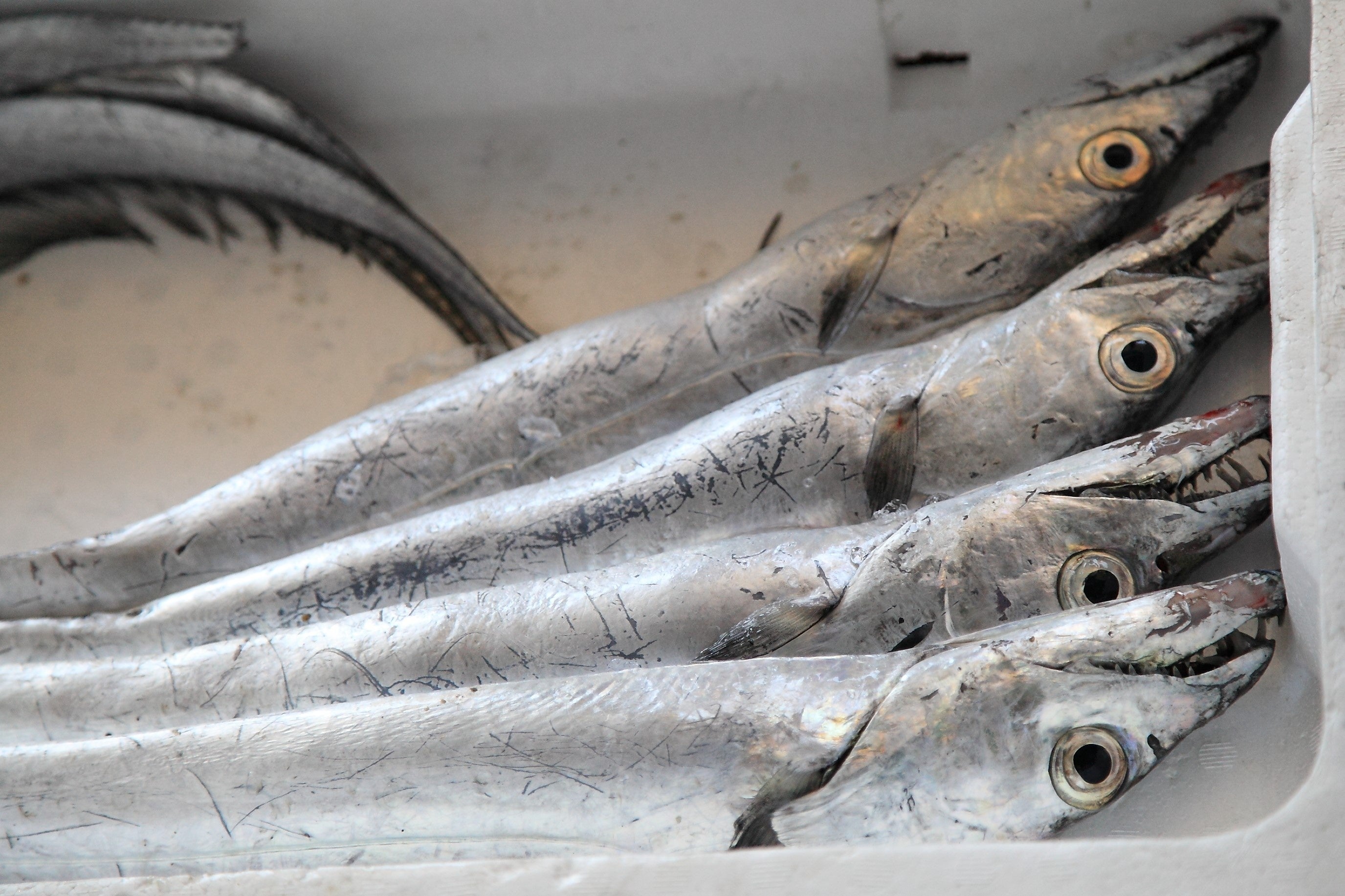 １尾１尾の状態に合わせて丁寧に仕立て出荷しています。