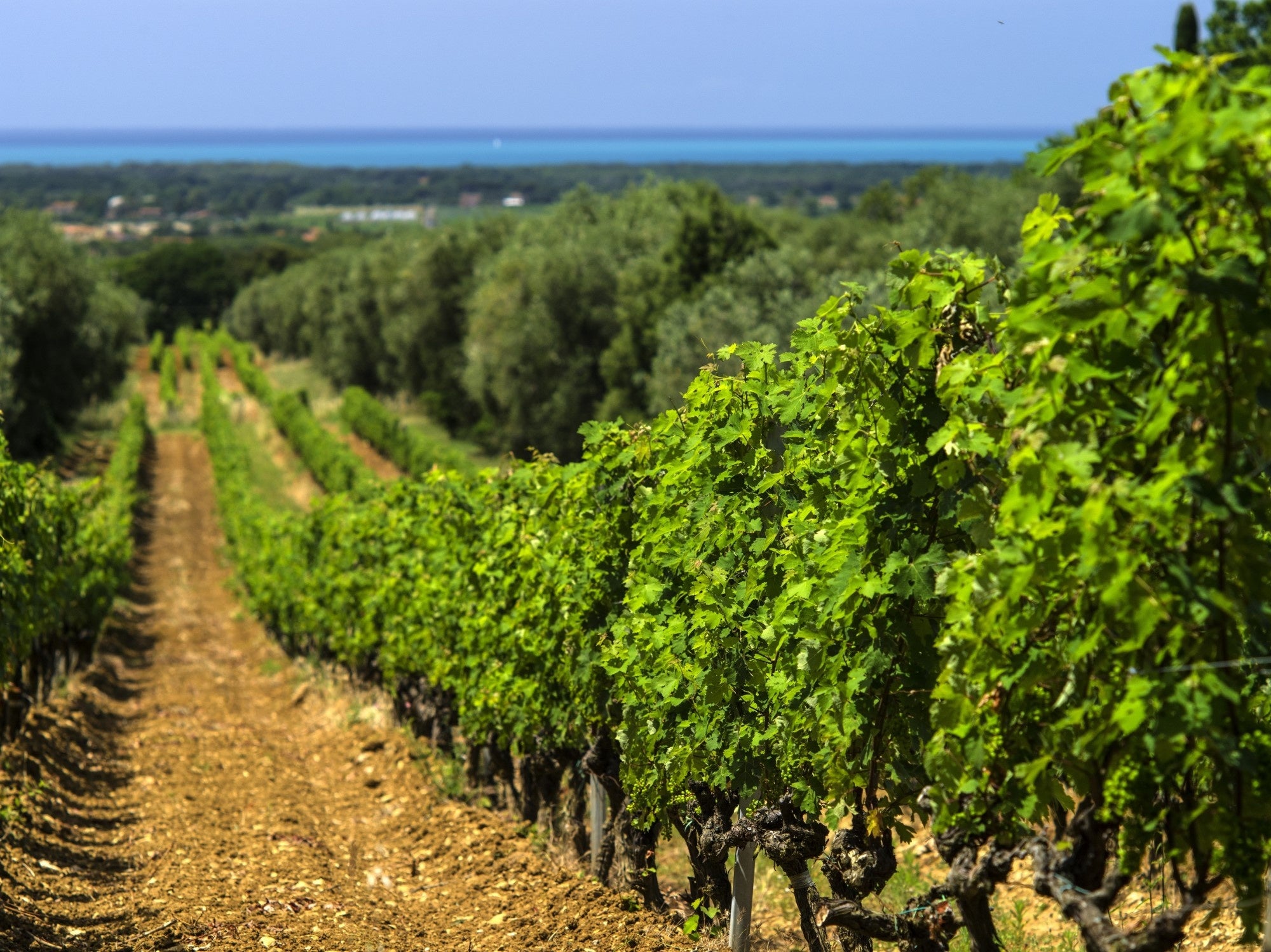 TENUTA SAN GUIDO　畑