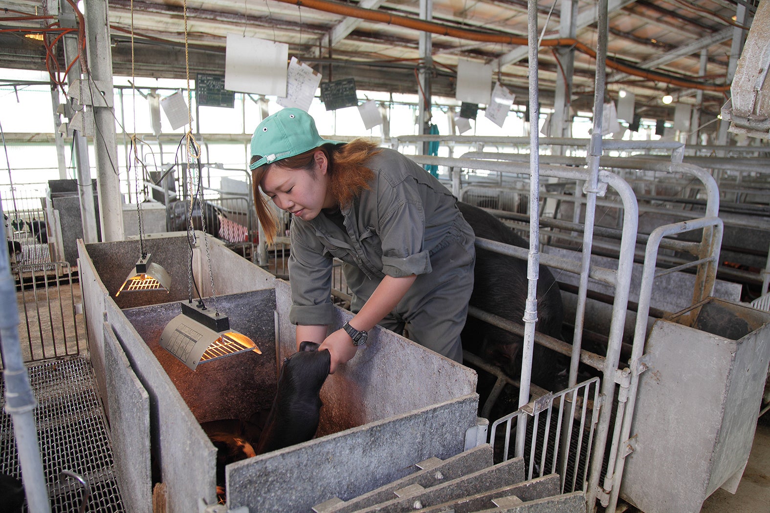 キリシマドリームファーム提供画像