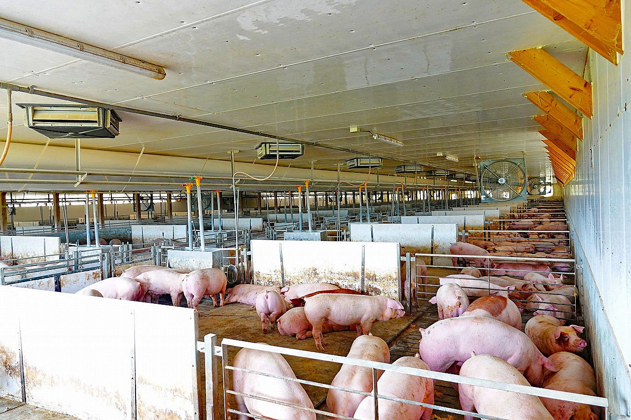 アーク提供画像：豚舎の様子