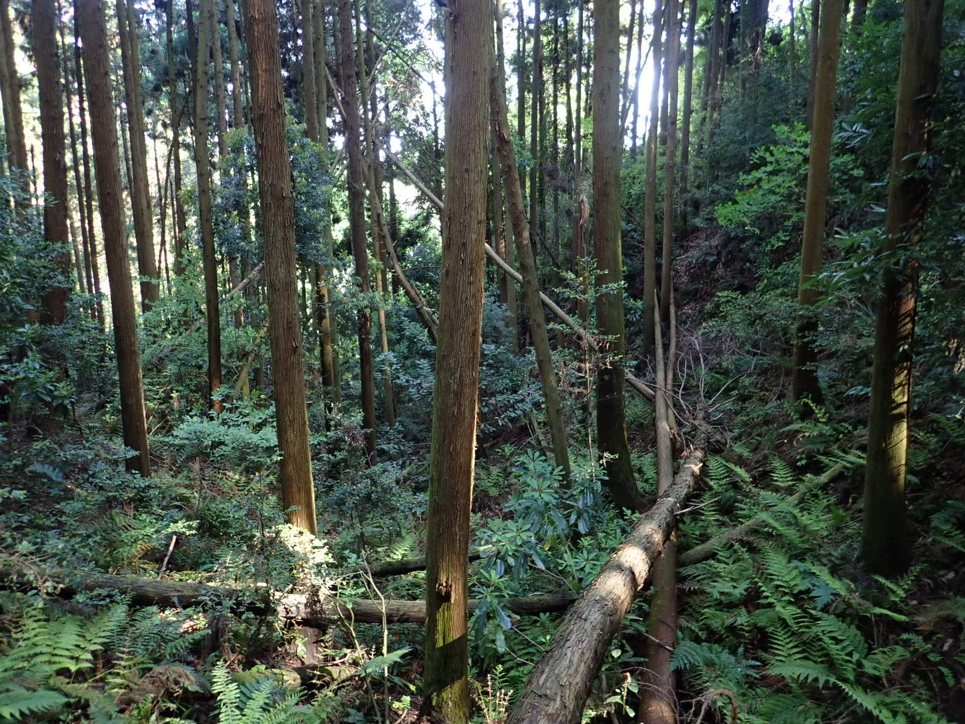 放置林、間伐など手入れが遅れている