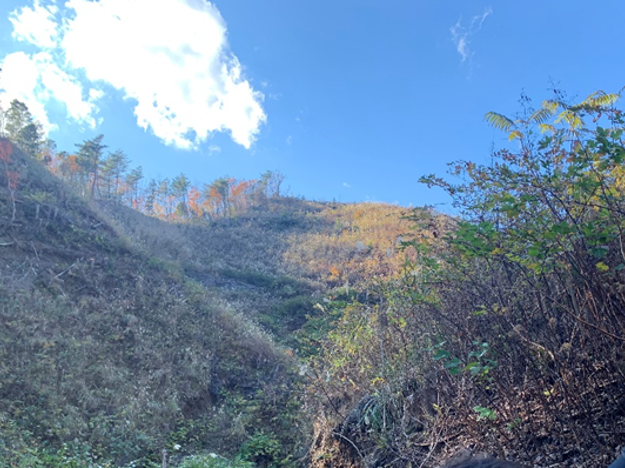 再造林放棄地、伐採後数年間放置し、草本と灌木が優占