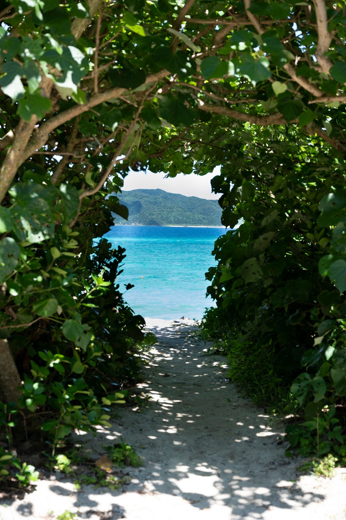 「健康・美肌・長寿の島の贈り物　奄美ごはん」（恵上イサ子／著）（東京ニュース通信社発行）