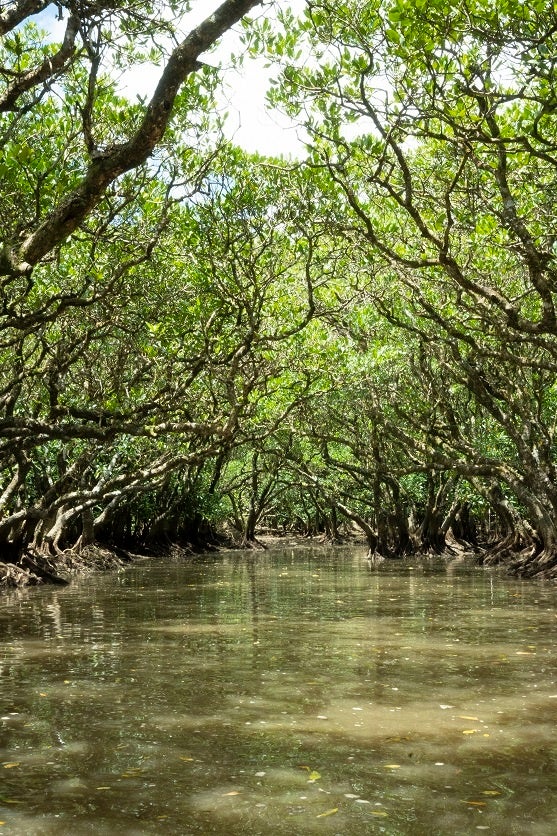 「健康・美肌・長寿の島の贈り物　奄美ごはん」（恵上イサ子／著）（東京ニュース通信社発行）